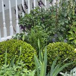 Buxes Green Gem