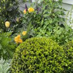 Buxes Green Gem