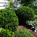 Buxes Green Gem