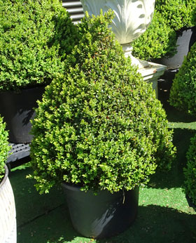Cone topiary people