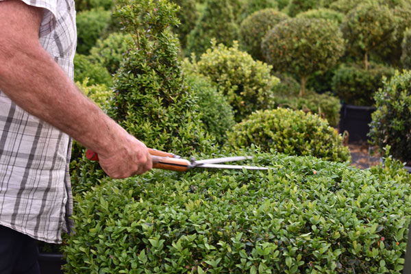 Trimming Topiary