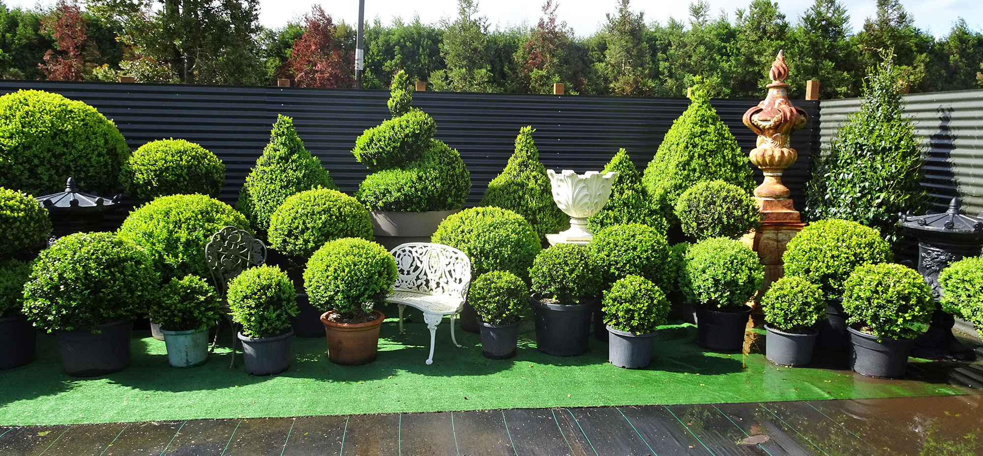 Topiary people pukekohe buxus