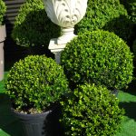 Buxes Green Gem
