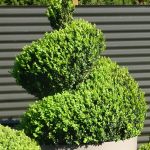 Spiral topiary people