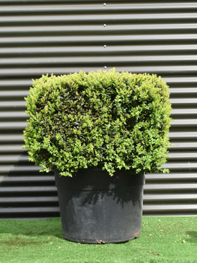Topiary People Square