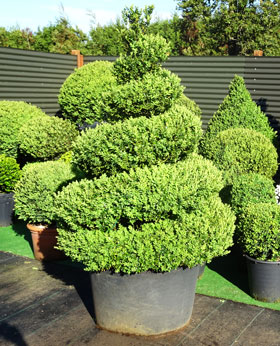 Spiral topiary people
