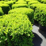 Cube topiary people