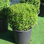 Cube topiary people