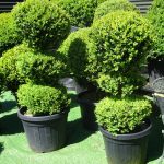 Multiball Topiary people