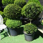 Multiball Topiary people