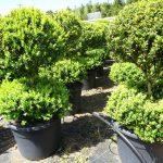 Multiball Topiary people